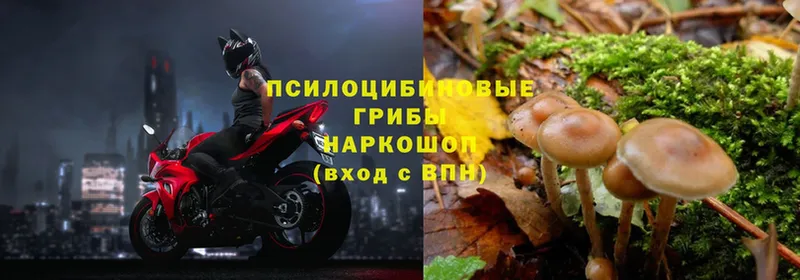 МЕГА ТОР  как найти   Североморск  Галлюциногенные грибы Psilocybe 